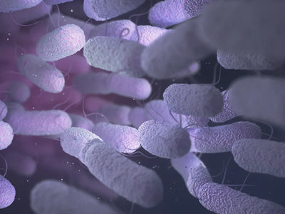 Le microbiote, qu'est-ce que c'est ?