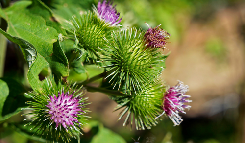 Burdock