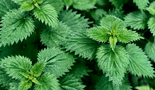 Nettle Root